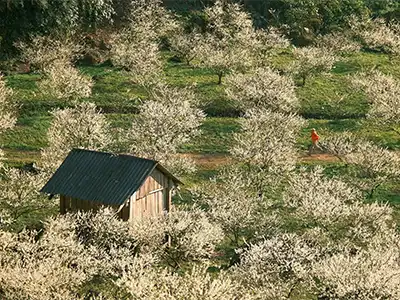 Tour Mộc Châu Tà Xùa 2 ngày 1 đêm ghép đoàn, giá rẻ