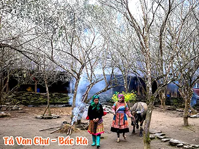 Tour du lịch Y Tý Bắc Hà, ngắm hoa Đào Y Tý, hoa mận Bắc Hà