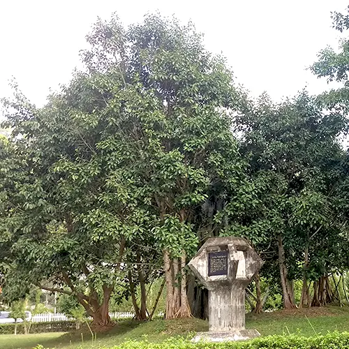 Cây đa Tân Trào - điểm tham quan nổi bật trong tour ATK Định Hóa Thái Nguyên - Tân Trào Tuyên Quang