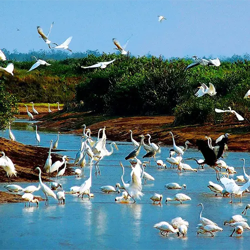 Vườn quốc gia Xuân Thủy - nơi trú ngụ cho chim phương bắc về tránh rét