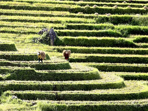 Đồng bào H'Mông gùi lúa trên ruộng bậc thang Mù Cang Chải vào vụ thu hoạch