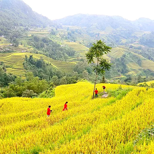 Du khách tour Hoàng Su Phì 2 ngày 1 đêm chụp ảnh tại ruộng bậc thang