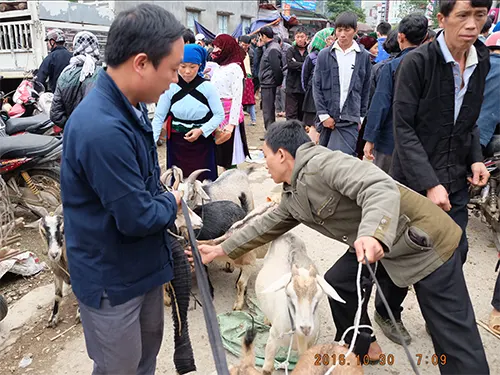 Góc mua bán gia súc ở chợ phiên Đồng Văn - ảnh đoàn Etoco chụp tháng 10/2016