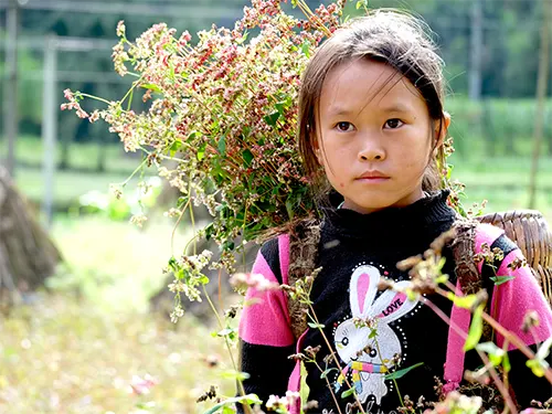 Bé gái người Mông gùi bó hoa tam giác mạch đỏ sậm cuối mùa tháng 11 ở Hà Giang