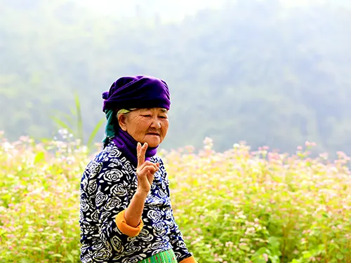 Cụ bà người Mông tạo dáng chữ V giữa ruộng hoa tam giác mạch hồng ở Hà Giang