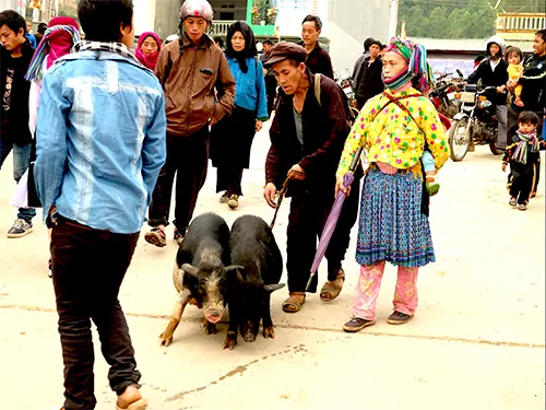 Đồng bào H'Mông dắt đôi lợn đen ra chợ phiên Đồng Văn bán, nét sinh hoạt vùng cao nguyên đá