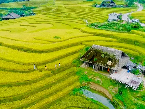 Toàn cảnh ruộng bậc thang mùa lúa chín và nhà rêu thôn Xà Phìn trong tour Xà Phìn Hà Giang 2 ngày 1 đêm