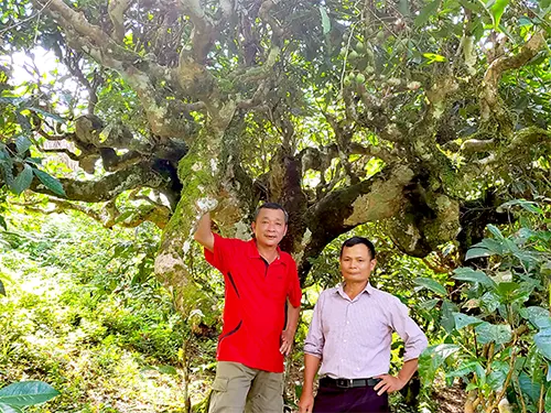 Đại diện Hanoi Etoco và trưởng thôn Xà Phìn bên cây chè shan tuyết cổ thụ 300 năm tuổi, Hà Giang
