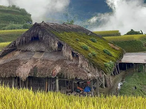 Mái nhà phủ rêu xanh giữa ruộng bậc thang mùa lúa chín ở Xà Phìn