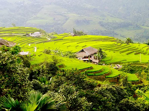 Ruộng bậc thang Xà Phìn mùa lúa xanh nhìn từ trên cao