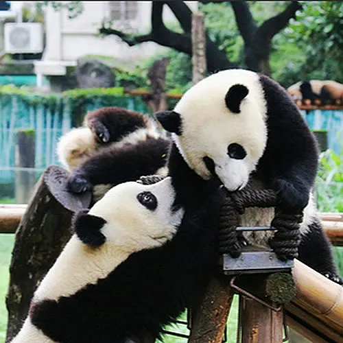 Gấu trúc chơi đùa trên giàn gỗ trong khu nuôi gấu trúc