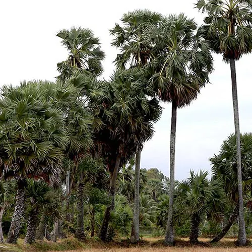Vườn thốt nốt Châu Đốc, An Giang - địa điểm chụp ảnh đẹp trong hành trình khám phá miền Tây