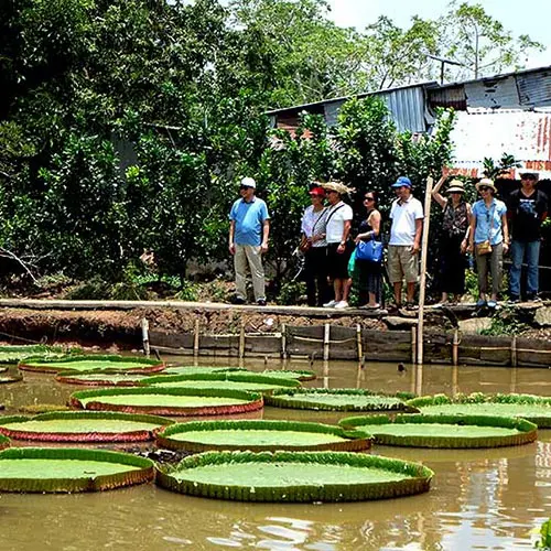 Sen vua tại miền Tây Nam Bộ - loài sen lá lớn của vùng sông nước làm ngạc nhiên khách tour Miền Tây từ Hà Nội