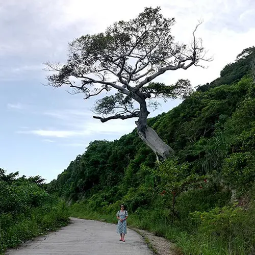 Cây cô đơn trăm tuổi trên đảo Nam Du - điểm check-in được yêu thích trong hành trình Nam Du - Miền Tây