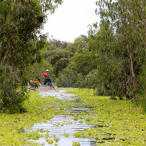 Thuyền len lỏi trong rừng tràm Trà Sư Châu Đốc, sắc xanh đặc trưng mùa nước nổi miền Tây