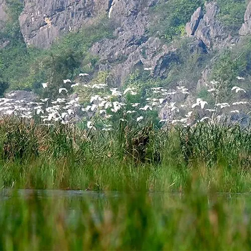 Nhiều đàn Cò tạo nên phong cảnh thiên nhiên thơ mộng, bình yên của Vân Long Ninh Bình