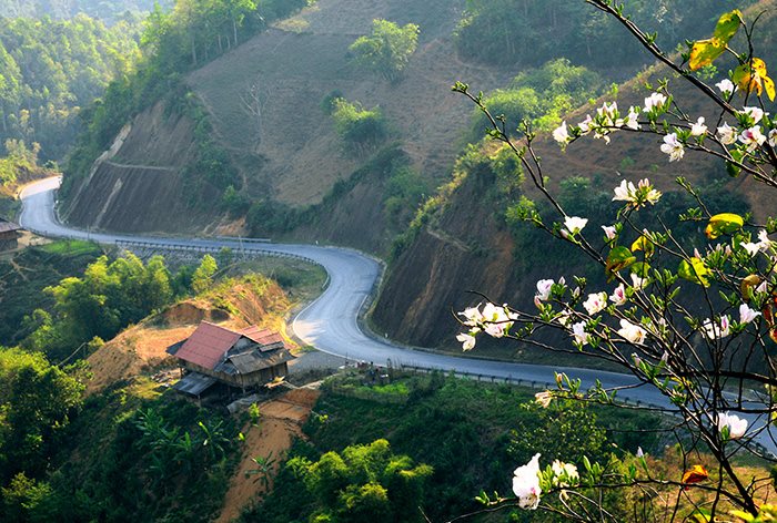 Điện Biên Hoa Ban nở trắng dọc miền núi non Điện Biên Hoa Ban nở trắng dọc miền núi non
