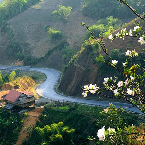 Đi tour Sơn La Điện Biên dịp tháng 3 ngắm Hoa Ban nở trắng dọc miền núi non