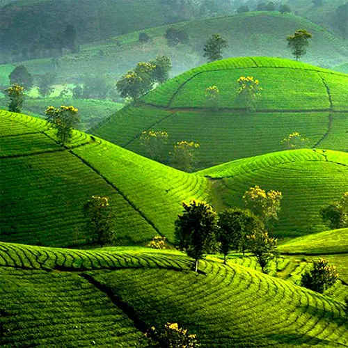 Tour đồi chè Long Công đưa khách đến đồi chè đẹp nhất Việt Nam