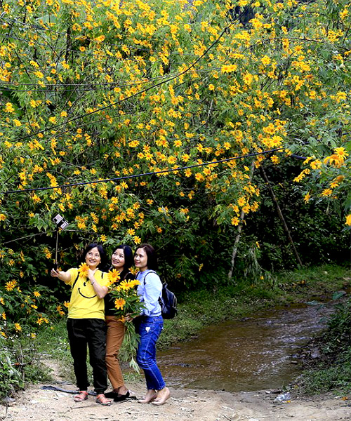 Hoa Dã Quỳ nở vàng khắm núi rừng và ven đường Tây Bắc tháng 11 hàng năm