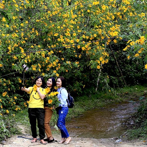 Hoa Dã Quỳ nở vàng khắm núi rừng và ven đường Tây Bắc tháng 11 hàng năm