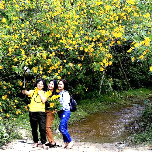 Tháng 11 Hoa Dã Quỳ nở vàng rực tại Điện Biên