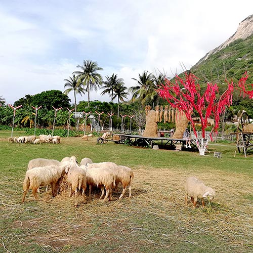 Đồng cừu Suối Tiên Phong cảnh Châu Âu tại Ninh Thuận