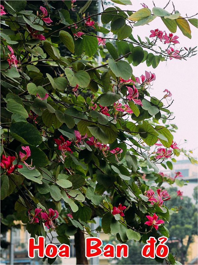 Hoa Ban, biểu tượng của Tây Bắc Hoa Ban, biểu tượng của Tây Bắc