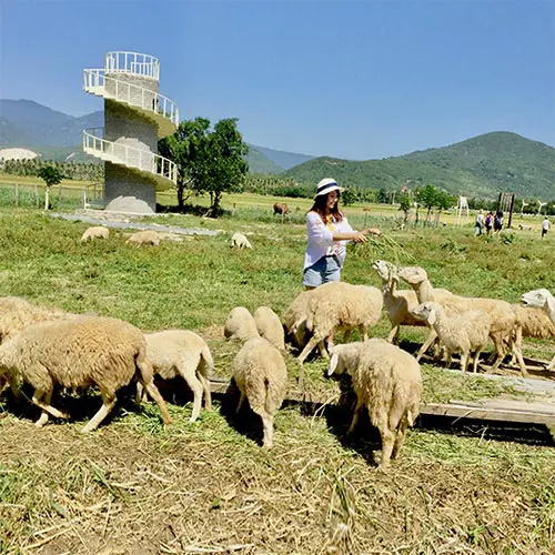 Đồng cừu Suối Tiên Ninh Thuận