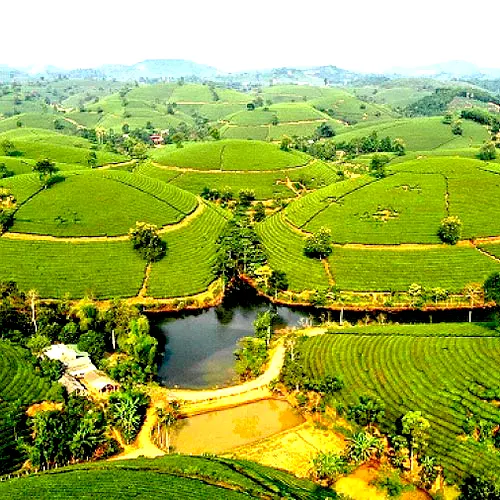 Đồi chè Long Cốc như những chiếc bát úp trài rộng ngút tầm mắt