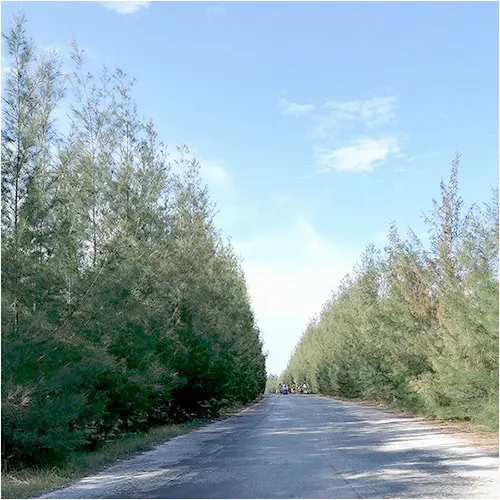 Con đường xuyên đảo với 2 hàng phi lao tuyệt đẹp