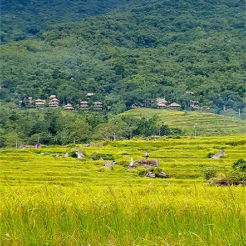 Ruộng bậc thang Pù Luông Thanh Hóa mùa lúa chín đẹp như tranh