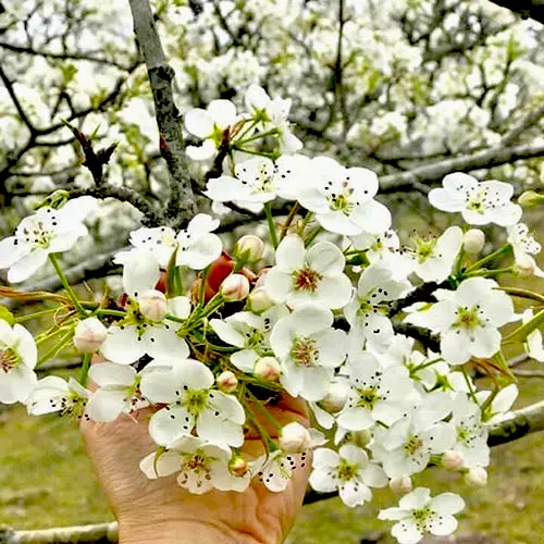 Màu trắng tinh khôi Hoa Lê