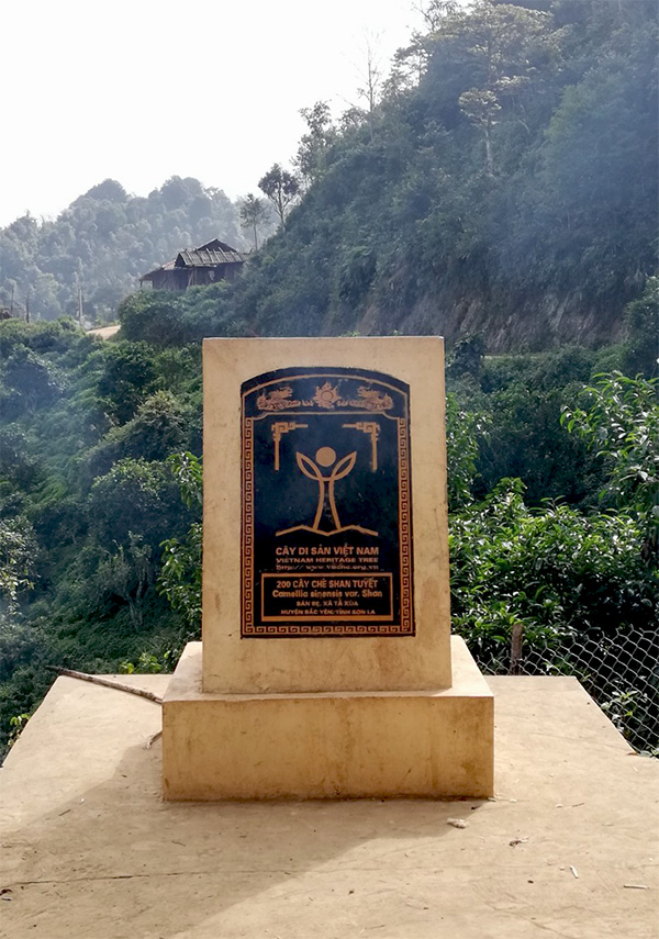 Vườn chè Shan Tuyết cổ thụ 200 cây tại Tà Xùa