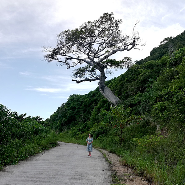 Cây cô đơn trên đảo Nam Du