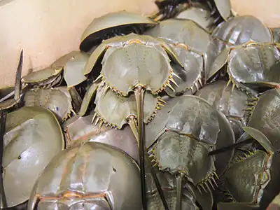 Sam biển Quảng Ninh làm món gì ngon ?