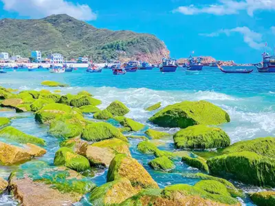 Các bãi rêu đẹp nổi tiếng Việt Nam ở Bình Thuận, Ninh Thuận, Phú Yên, Bình Định