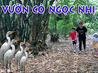 Vườn cò Ngọc Nhị Ba Vì - Giá trị sinh thái và thực trạng hiện nay