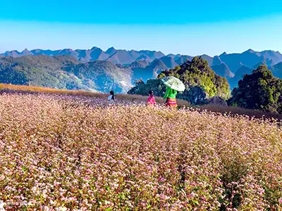 Hoa Tam Giác Mạch mầu gì, là gì, ở đâu và nở vào tháng mấy