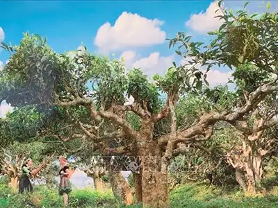 Chè Shan Tuyết là gì ?, Trà cổ thụ Shan Tuyết ở đâu ?